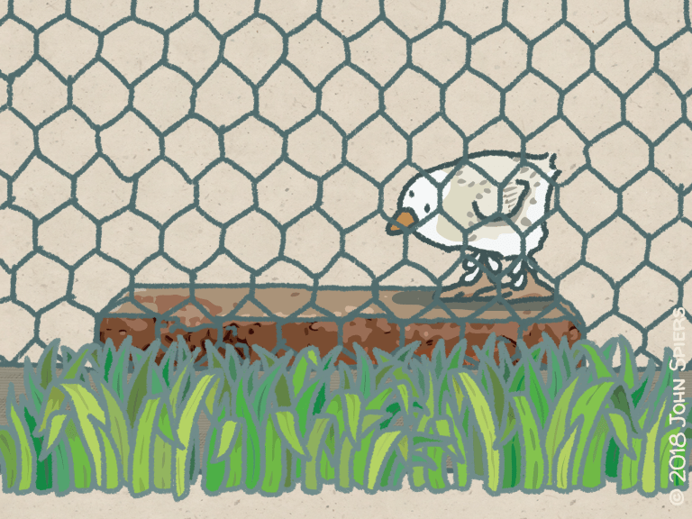 About That Greener Grass