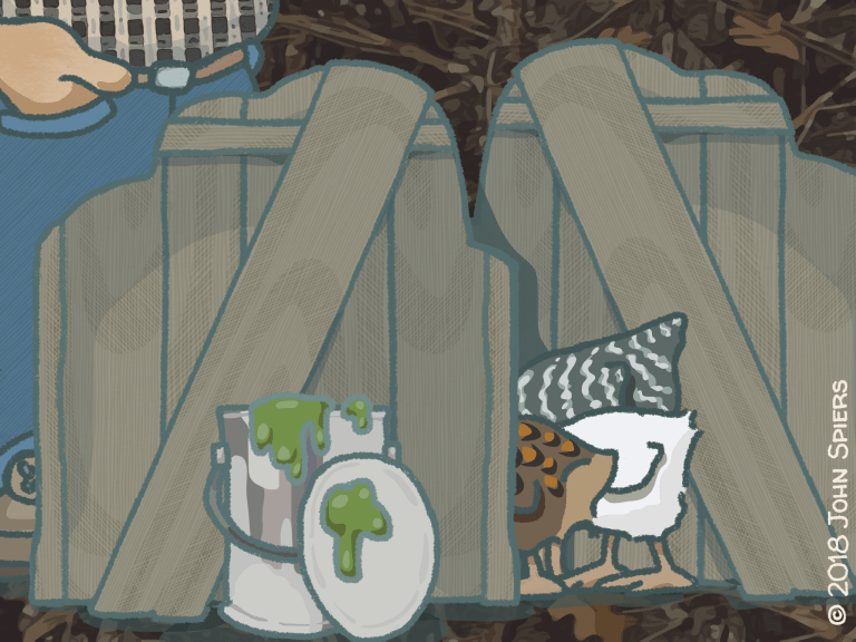 Curious Tail Feathers