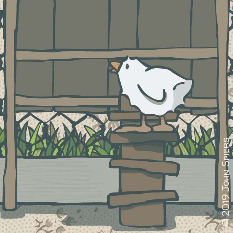 Things Chickens Won't Tell You