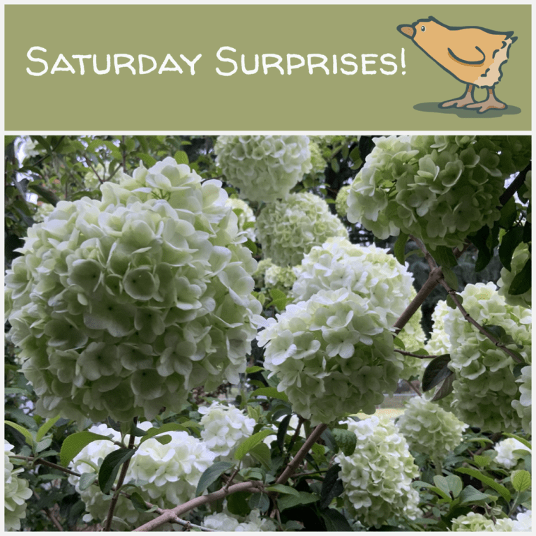 Saturday Surprises